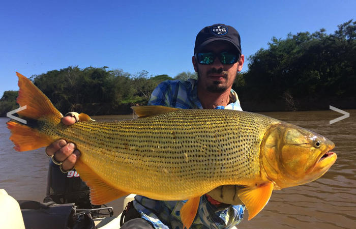 Golden Dorado fishing, Parana river